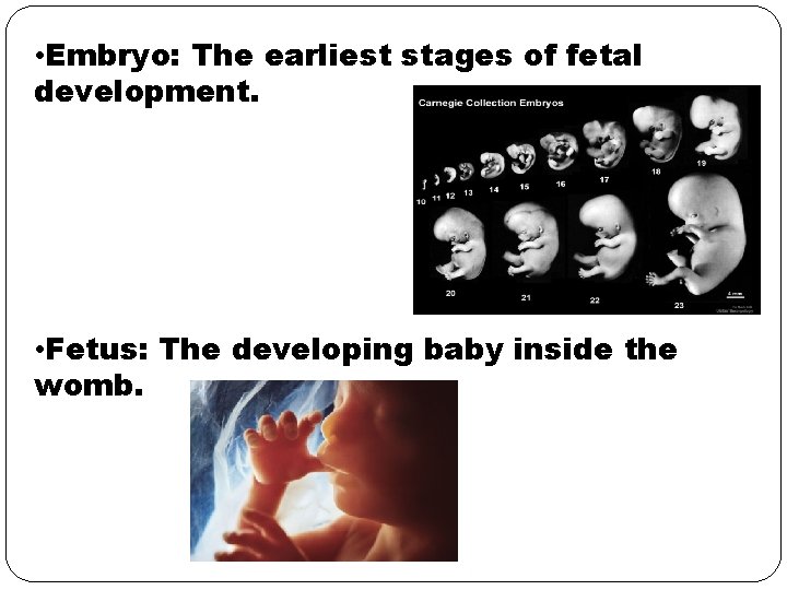  • Embryo: The earliest stages of fetal development. • Fetus: The developing baby
