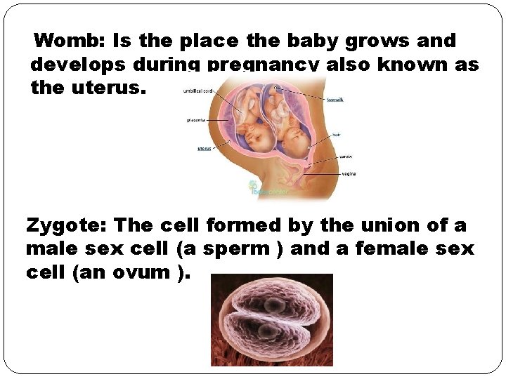 Womb: Is the place the baby grows and develops during pregnancy also known as