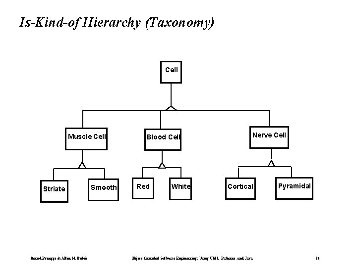 Is-Kind-of Hierarchy (Taxonomy) Cell Muscle Cell Striate Bernd Bruegge & Allen H. Dutoit Smooth