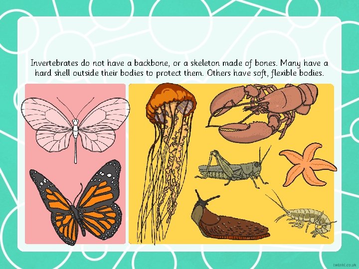 Invertebrates do not have a backbone, or a skeleton made of bones. Many have