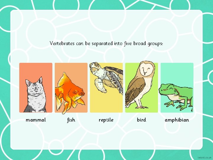 Vertebrates can be separated into five broad groups: mammal fish reptile bird amphibian 