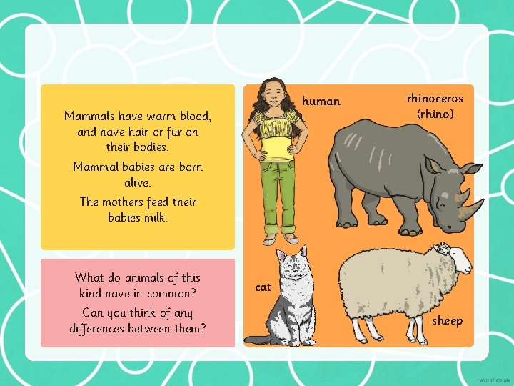 human Mammals have warm blood, and have hair or fur on their bodies. rhinoceros