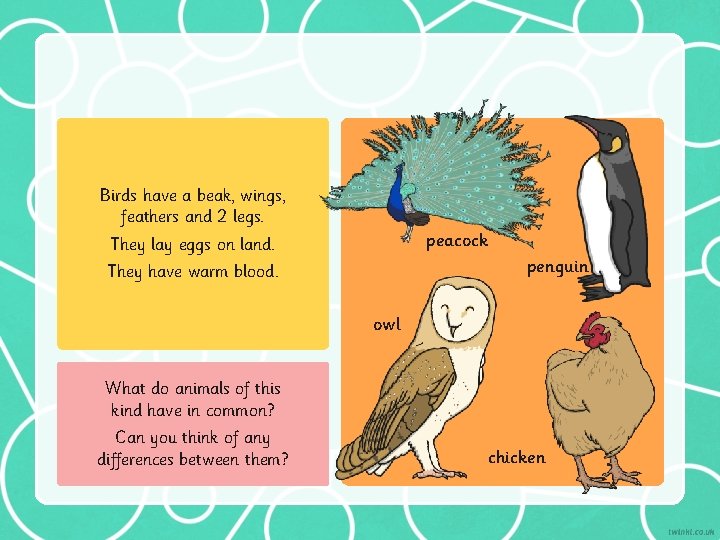 Birds have a beak, wings, feathers and 2 legs. peacock They lay eggs on