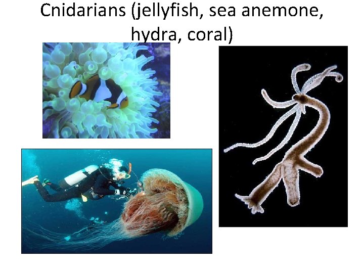 Cnidarians (jellyfish, sea anemone, hydra, coral) 