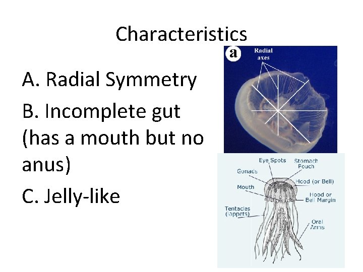 Characteristics A. Radial Symmetry B. Incomplete gut (has a mouth but no anus) C.