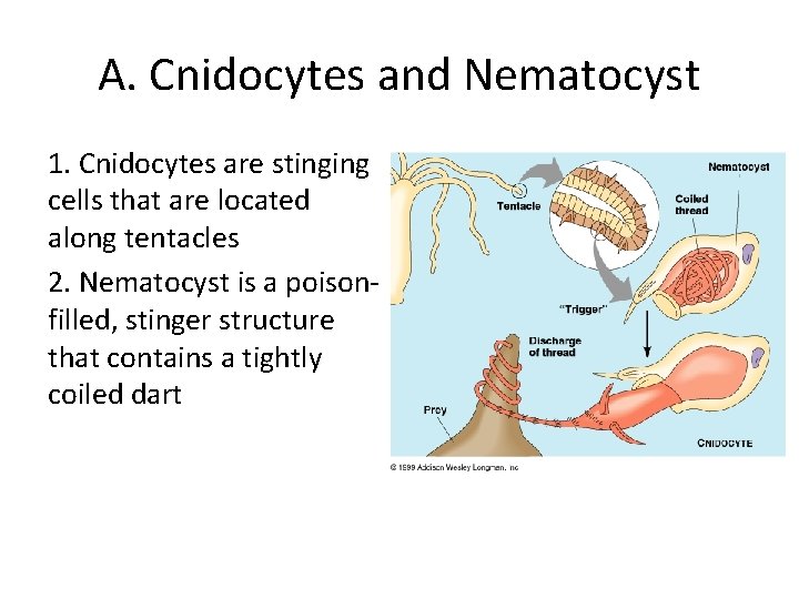 A. Cnidocytes and Nematocyst 1. Cnidocytes are stinging cells that are located along tentacles