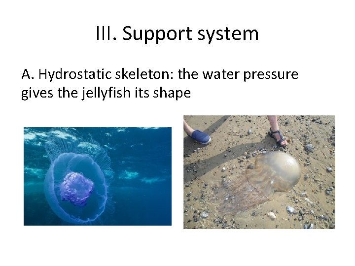 III. Support system A. Hydrostatic skeleton: the water pressure gives the jellyfish its shape