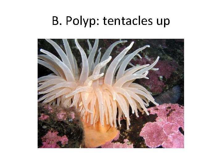 B. Polyp: tentacles up 