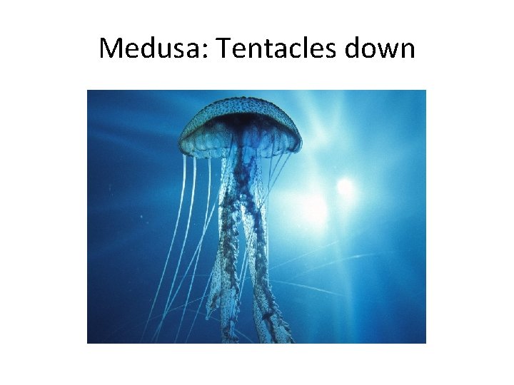 Medusa: Tentacles down 