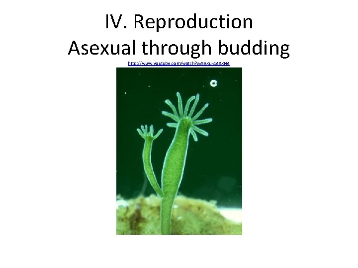IV. Reproduction Asexual through budding http: //www. youtube. com/watch? v=5 g. Xu-4 ABXNA 