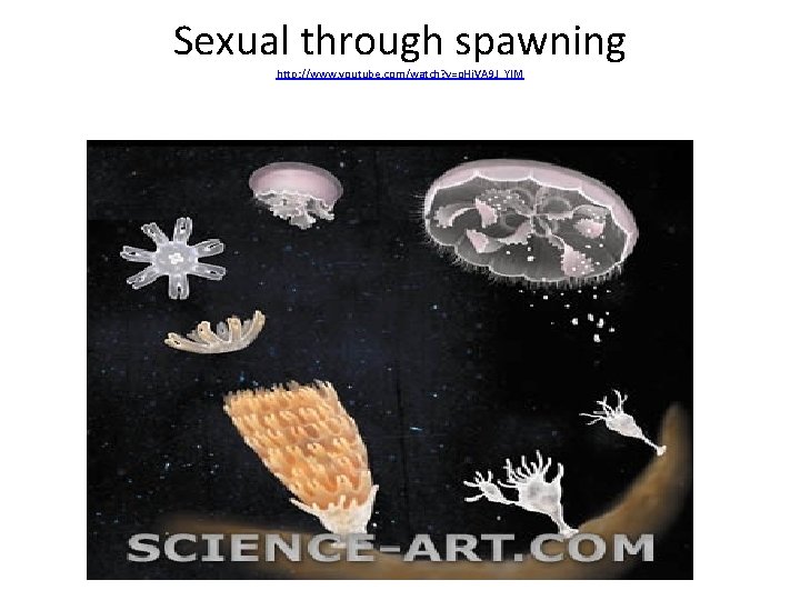 Sexual through spawning http: //www. youtube. com/watch? v=o. Hi. VA 9 J_YIM 