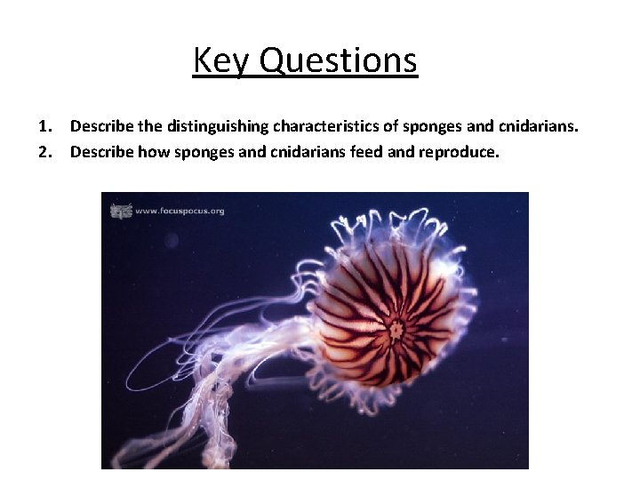 Key Questions 1. Describe the distinguishing characteristics of sponges and cnidarians. 2. Describe how