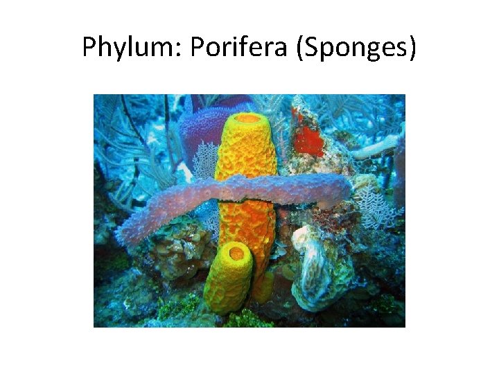 Phylum: Porifera (Sponges) 