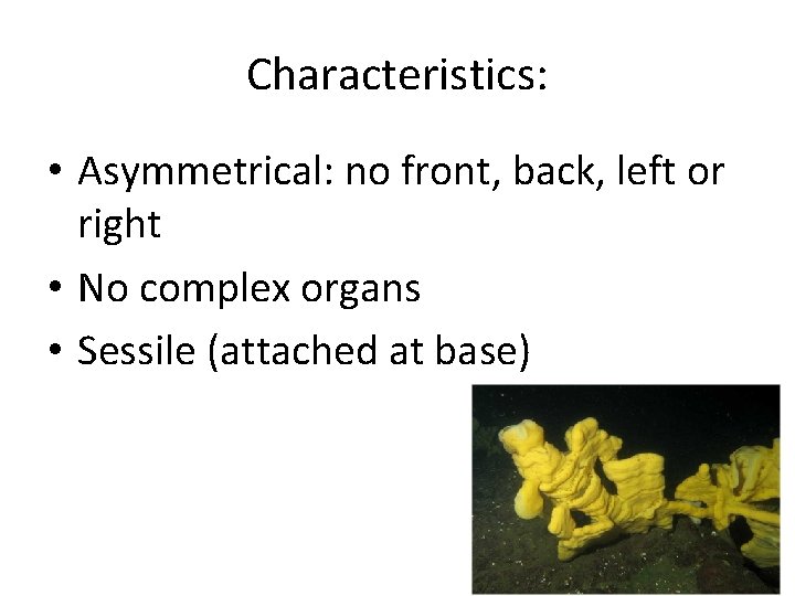 Characteristics: • Asymmetrical: no front, back, left or right • No complex organs •