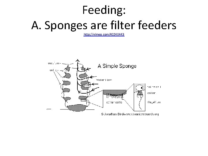 Feeding: A. Sponges are filter feeders http: //vimeo. com/40240443 