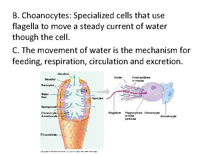 B. Choanocytes: Specialized cells that use flagella to move a steady current of water