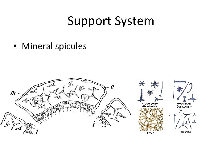 Support System • Mineral spicules 