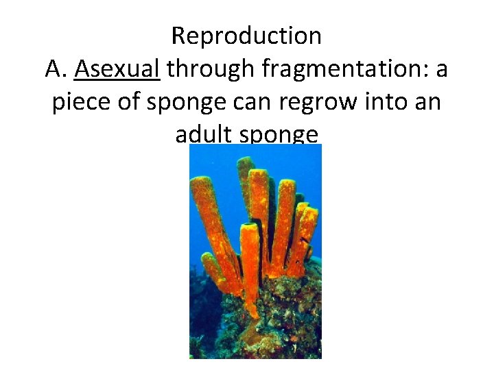 Reproduction A. Asexual through fragmentation: a piece of sponge can regrow into an adult