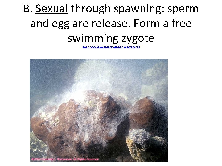 B. Sexual through spawning: sperm and egg are release. Form a free swimming zygote