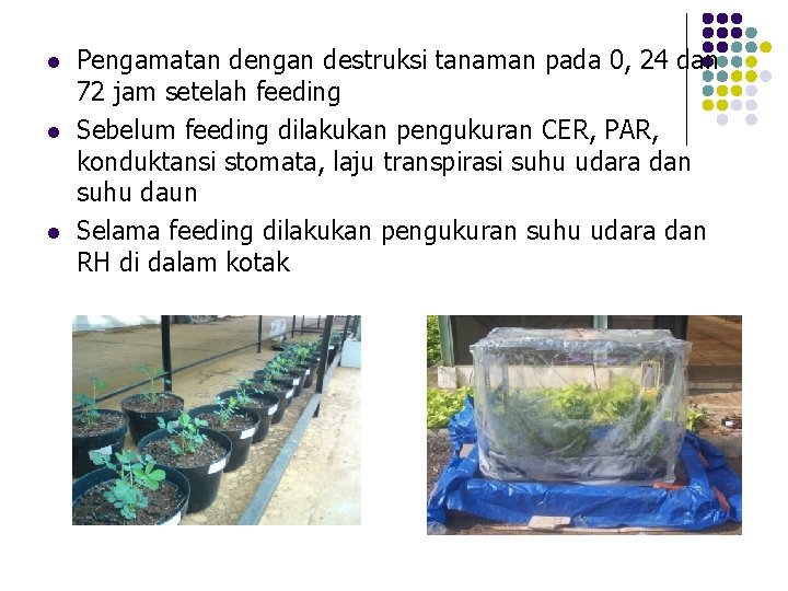 l l l Pengamatan dengan destruksi tanaman pada 0, 24 dan 72 jam setelah