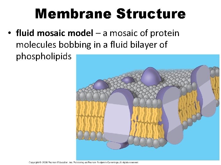 Membrane Structure • fluid mosaic model – a mosaic of protein molecules bobbing in