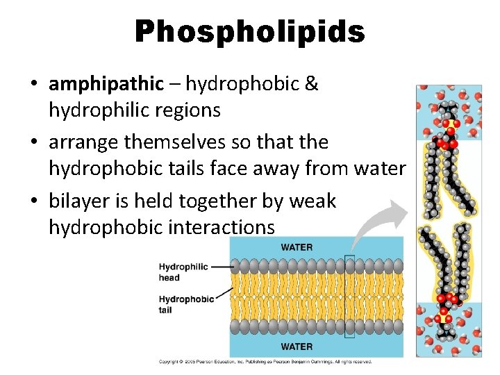 Phospholipids • amphipathic – hydrophobic & hydrophilic regions • arrange themselves so that the