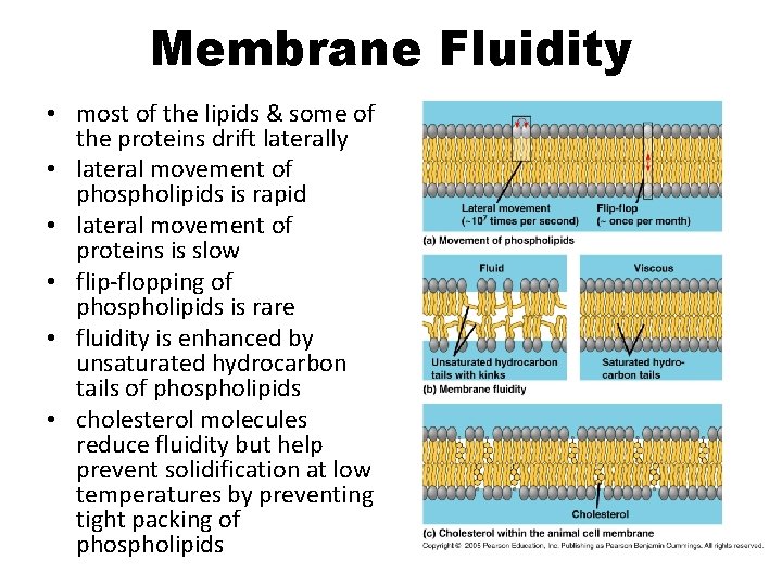 Membrane Fluidity • most of the lipids & some of the proteins drift laterally