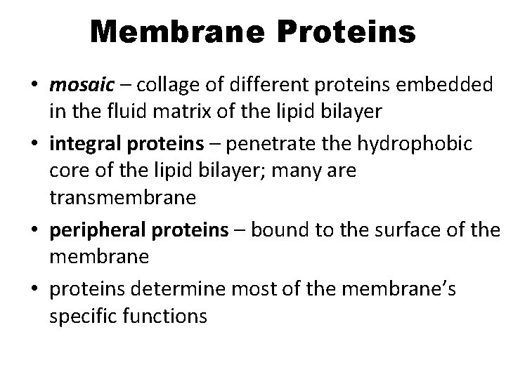 Membrane Proteins • mosaic – collage of different proteins embedded in the fluid matrix