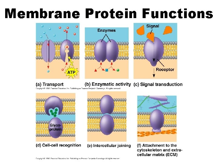 Membrane Protein Functions 