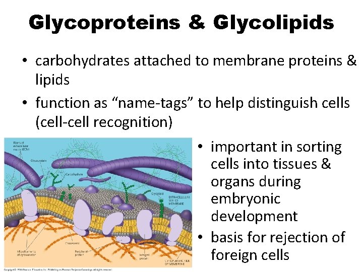 Membrane Structure Function Chapter 7 Membrane Structure fluid