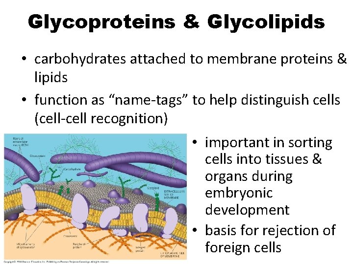 Glycoproteins & Glycolipids • carbohydrates attached to membrane proteins & lipids • function as