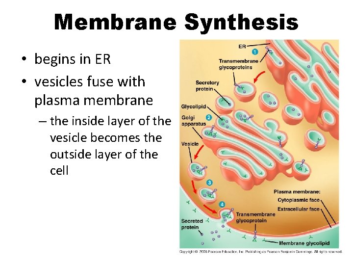 Membrane Synthesis • begins in ER • vesicles fuse with plasma membrane – the