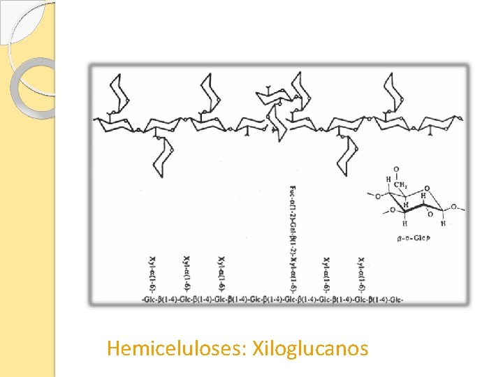 Hemiceluloses: Xiloglucanos 