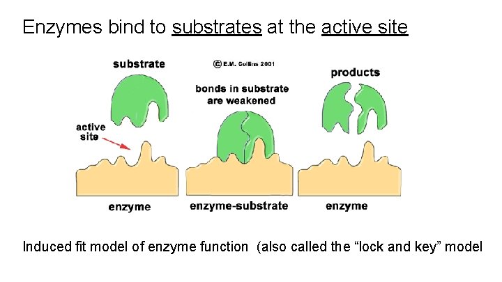 Enzymes bind to substrates at the active site Induced fit model of enzyme function