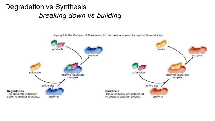Degradation vs Synthesis breaking down vs building 