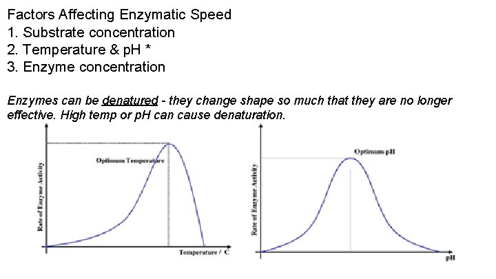 Factors Affecting Enzymatic Speed 1. Substrate concentration 2. Temperature & p. H * 3.