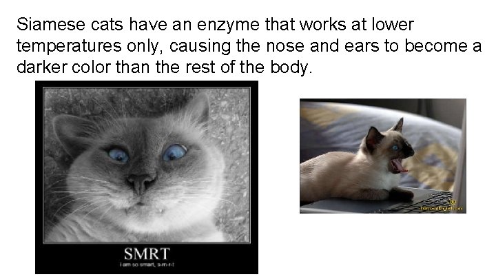 Siamese cats have an enzyme that works at lower temperatures only, causing the nose
