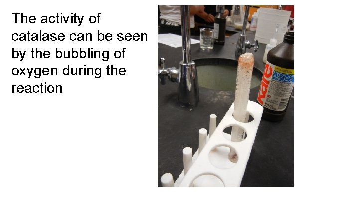 The activity of catalase can be seen by the bubbling of oxygen during the