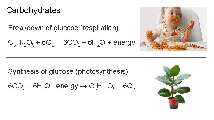 Carbohydrates Breakdown of glucose (respiration) C 6 H 12 O 6 + 6 O
