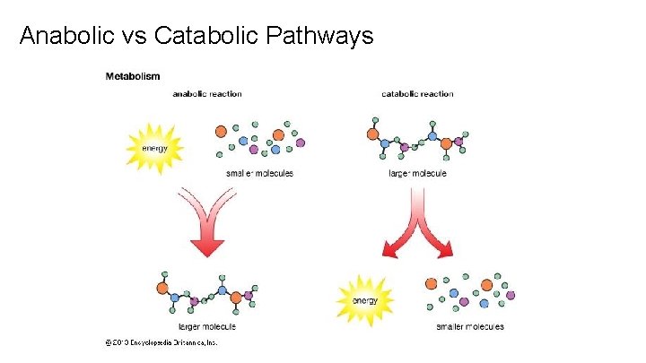 Anabolic vs Catabolic Pathways 