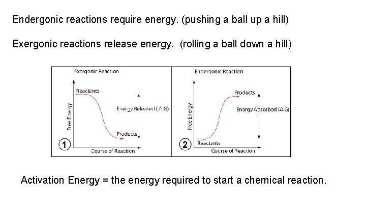 Endergonic reactions require energy. (pushing a ball up a hill) Exergonic reactions release energy.