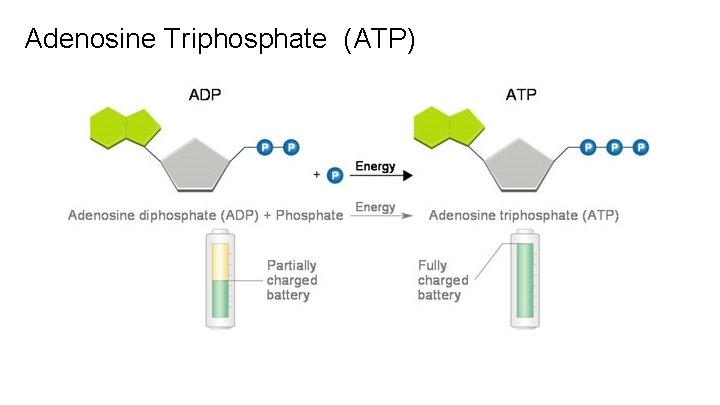 Adenosine Triphosphate (ATP) 