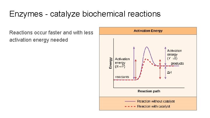 Enzymes - catalyze biochemical reactions Reactions occur faster and with less activation energy needed