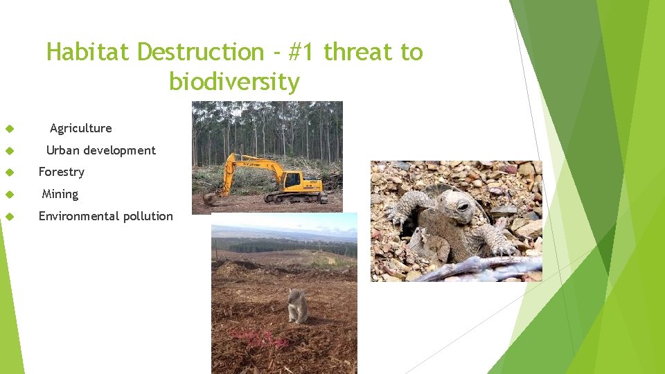 Biodiversity HIPPO H Habitat Destruction I Introduced Species