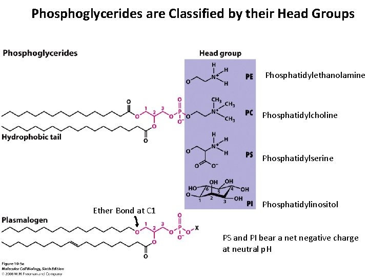 Phosphoglycerides are Classified by their Head Groups Phosphatidylethanolamine Phosphatidylcholine Phosphatidylserine Ether Bond at C