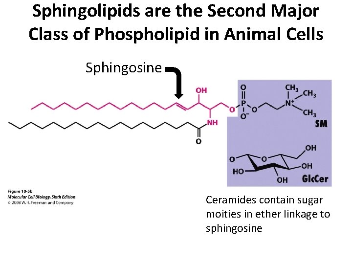 Sphingolipids are the Second Major Class of Phospholipid in Animal Cells Sphingosine Ceramides contain