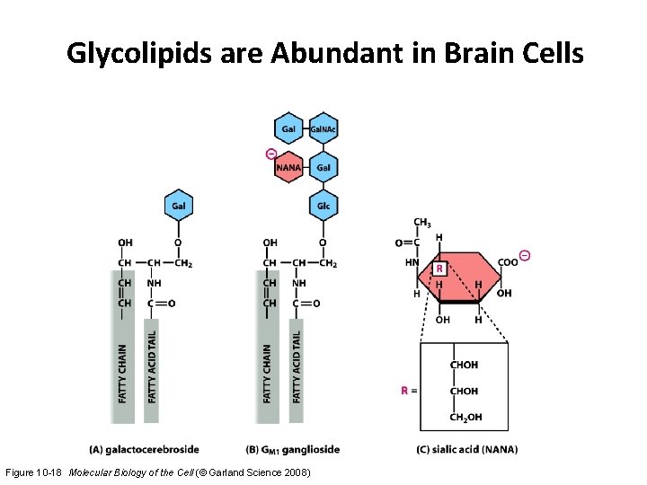 Glycolipids are Abundant in Brain Cells Figure 10 -18 Molecular Biology of the Cell