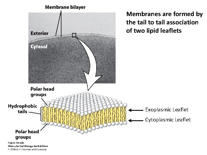 Membranes are formed by the tail to tail association of two lipid leaflets Exoplasmic