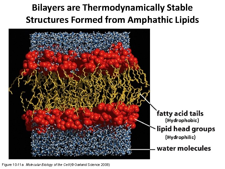 Bilayers are Thermodynamically Stable Structures Formed from Amphathic Lipids (Hydrophobic) (Hydrophilic) Figure 10 -11