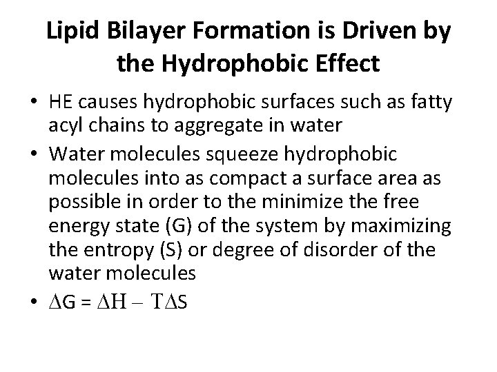 Lipid Bilayer Formation is Driven by the Hydrophobic Effect • HE causes hydrophobic surfaces